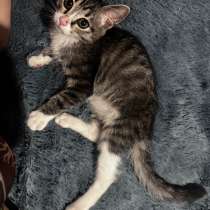 Котёнок (мальчик), в Чите