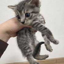 котята, в Кирове