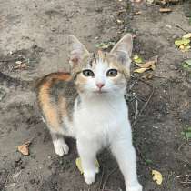 Котята в добрые руки СРОЧНО, в Россоши