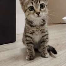 Котенок, в Ногинске