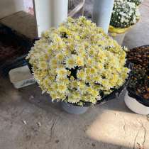 Мультифлора, в Славянске-на-Кубани