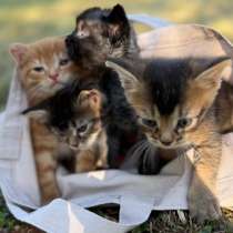 Котята, в Краснодаре