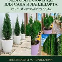 Кипарисы в Геленджике, в Геленджике