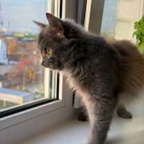 Котенок, в Чебоксарах