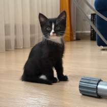 Отдадим котенка - кошечку, родилась 24.08.2026, в Новокузнецке