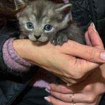 Котенок в добрые руки, в Саратове