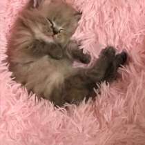 Продаются котята, в Твери