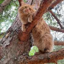 Котята мейн-кунята, в Кувшиново