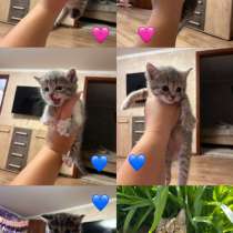 отдам прекрасных, милых котят?, в Орске