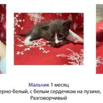 Котята в добрые руки. Чита, в Чите