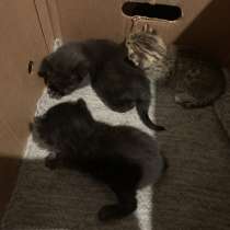 Котята, в Казани