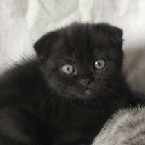 Котенок (шотландская вислоухая), в Черниговке