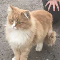 Отдам котика в добрые руки, в Салавате