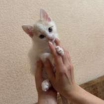 Котенок в добрые руки, в Ростове-на-Дону