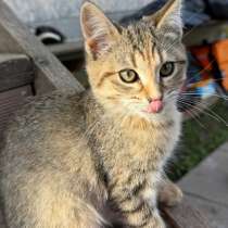 Котята в добрые руки, в Троицке