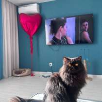 Персидский котик, в Уфе