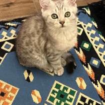 Котята, в Румянцево
