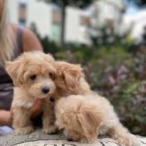 Cuccioli di Maltipoo da adottare, в г.Albano Laziale