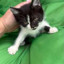 КОТЯТА ?‍⬛ В ДОБРЫЕ РУКИ, в Люберцы