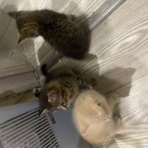 котята, в Бронницах