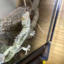 Геккон Токи лат.(gecko gecko), в Екатеринбурге