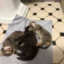 Котик, в Москве