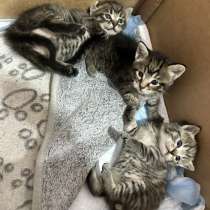 Шотландский котенок, в Москве
