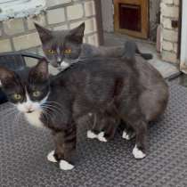 котенок, в Ставрополе