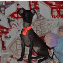 Italian greyhound, в г.Вашингтон