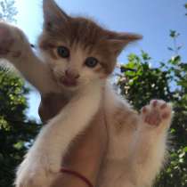 Котёнок ждет семью ❤️??, в Новороссийске