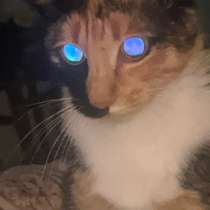 Кошка, в Улан-Удэ