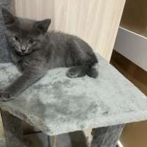 Отдам котят в хорошие руки, в Казани