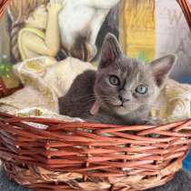 Бурманские котята, в Альметьевске