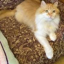 Нужна помощь! Коты ищут дом или передержку! Сос, в г.Минск