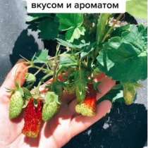 ? Клубника сортовая?купчиха, в Биробиджане