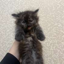 Котенок, в Твери