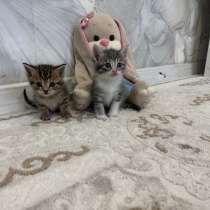 Котята девочки ))❤️, в Чите