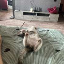 Отдам кота бесплатно, в Саяногорске
