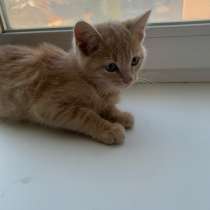 Котенок мальчик, в Ревде