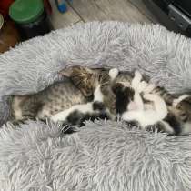 Отдам котят в добрые руки, в Началово