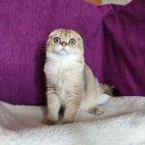 Шотландский вислоухий золотой котик, в Казани