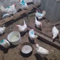 Куры продам, в Улан-Удэ
