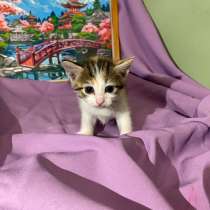 Котенок в добрые руки, в Стерлитамаке