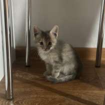 Котенок в добрые руки, в Воронеже