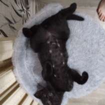 Котёнок в добрые руки, в Саратове