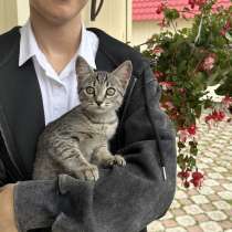 Отдам в добрые руки котёнка(девочку), в Стерлитамаке