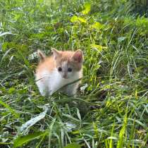 Котята, в Кашире