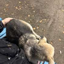Щенок девочка, в Ряжске