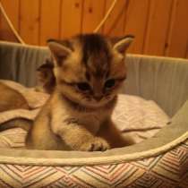 Котята шотландской вислоухой шиншиллы, в Новороссийске