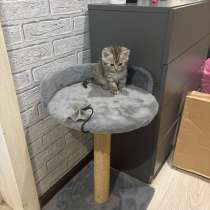 Котенок в добрые руки. Стародуб., в Москве